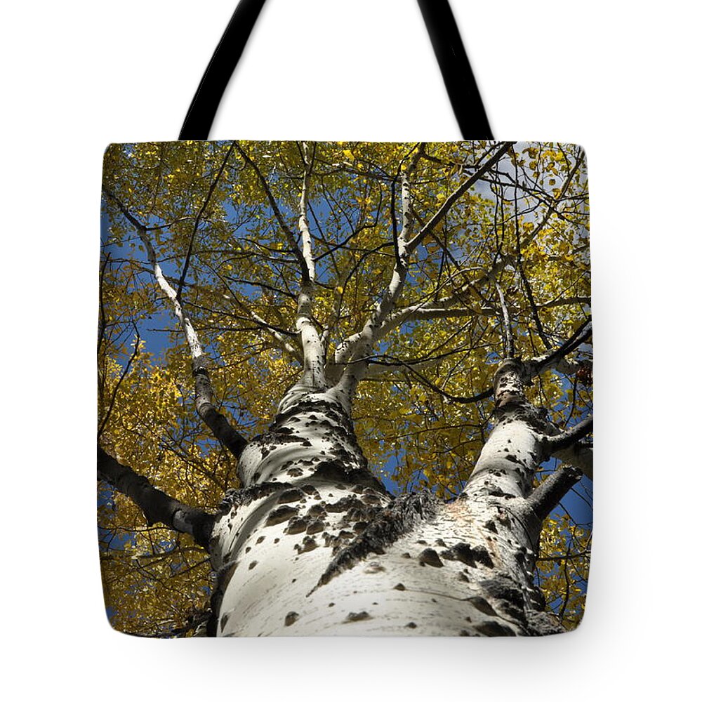 Gold Tote Bag featuring the photograph Fall Aspen by Frank Madia