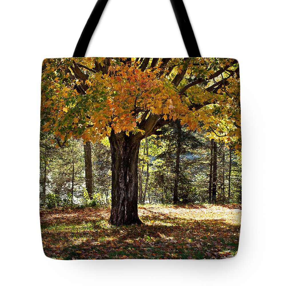 Fall Foliage Tote Bag featuring the photograph Fall Beauty by Gwen Gibson