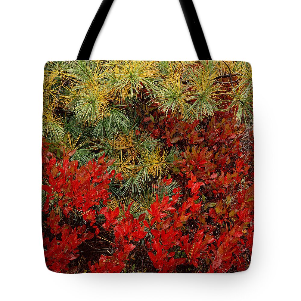 Maine Tote Bag featuring the photograph Fall Blueberries and Pine-H by Tom Daniel