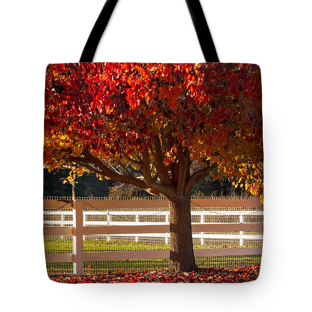 Santa Ynez Tote Bag featuring the photograph Fall Color in Santa Ynez by Roger Mullenhour