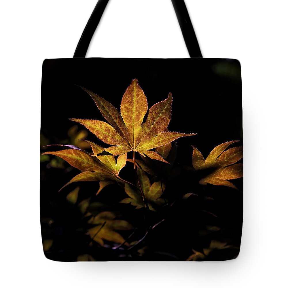 Sweet Gum Tote Bag featuring the photograph Fall Color in Woodland Light by Michael Dougherty
