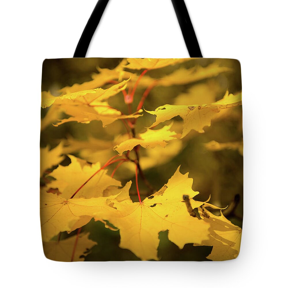 Outdoors Tote Bag featuring the photograph Fall Colours by Copyright Radu Dan