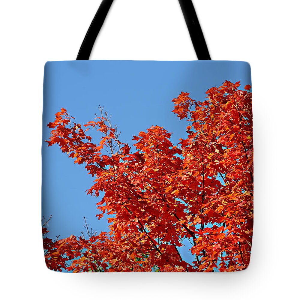 Autumn Tote Bag featuring the photograph Fall Foliage Colors 20 by Metro DC Photography