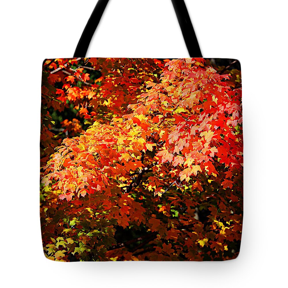 Autumn Tote Bag featuring the photograph Fall Foliage Colors 21 by Metro DC Photography