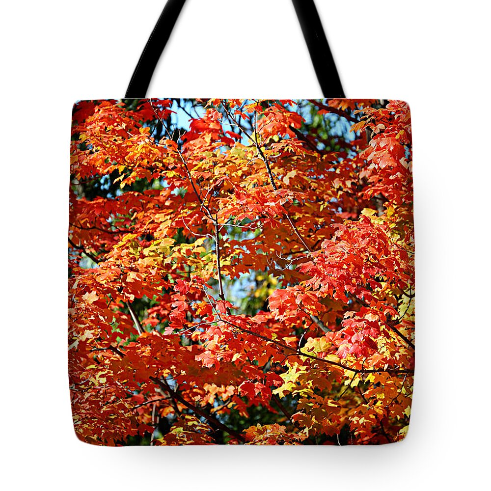 Metro Tote Bag featuring the photograph Fall Foliage Colors 22 by Metro DC Photography