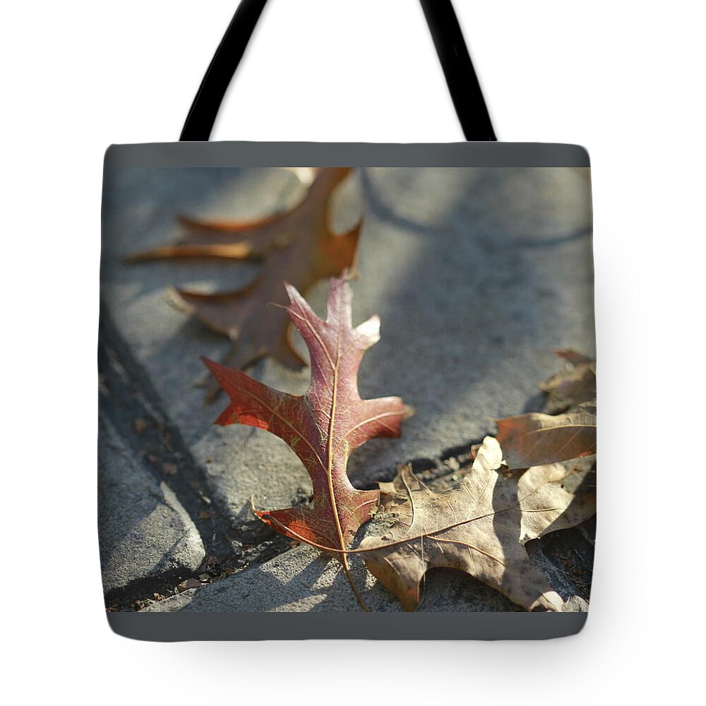 Fall Tote Bag featuring the photograph Autumn Oak Leaves on sidewalk by Valerie Collins