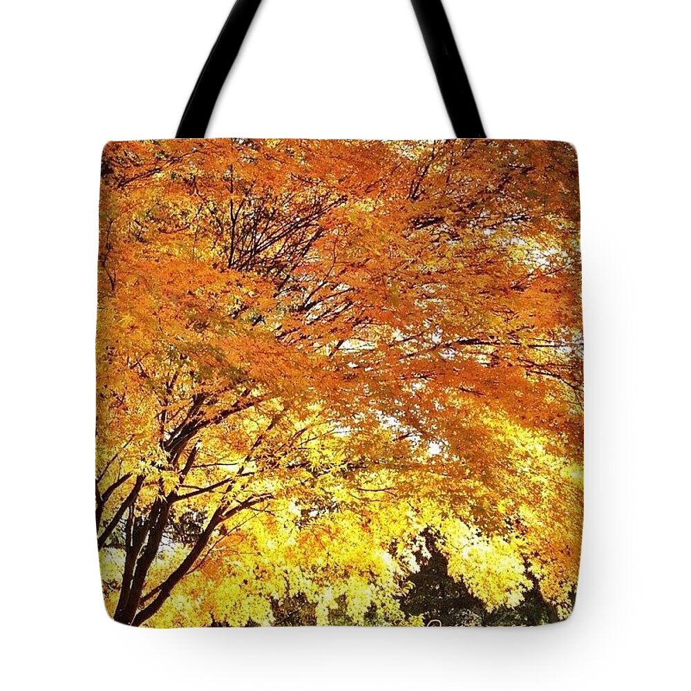 Trees Tote Bag featuring the photograph Fall Maple Afternoon Light by Anna Porter