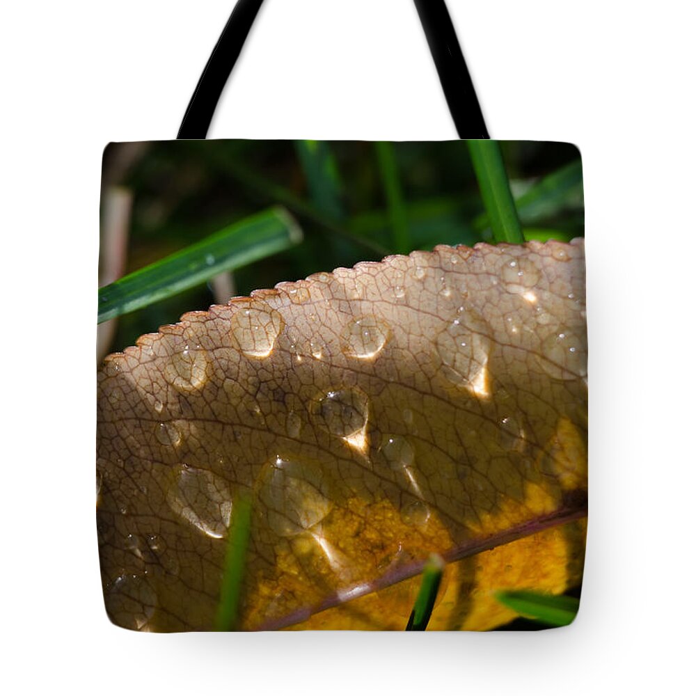 Grass Tote Bag featuring the photograph Fall Morning Leaf and Dew by Jim Shackett