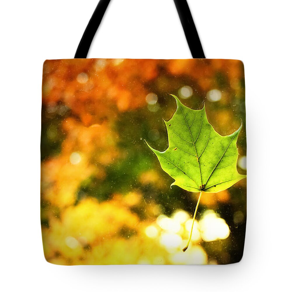 Fall Tote Bag featuring the photograph Falling Leaf by Lars Lentz