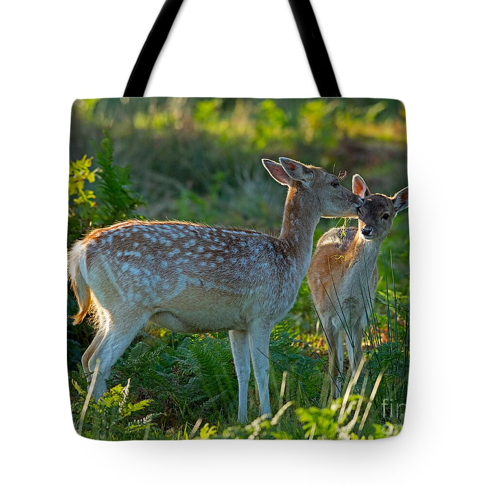 Fallow Tote Bag featuring the photograph Fallow deer doe with fawn by Louise Heusinkveld