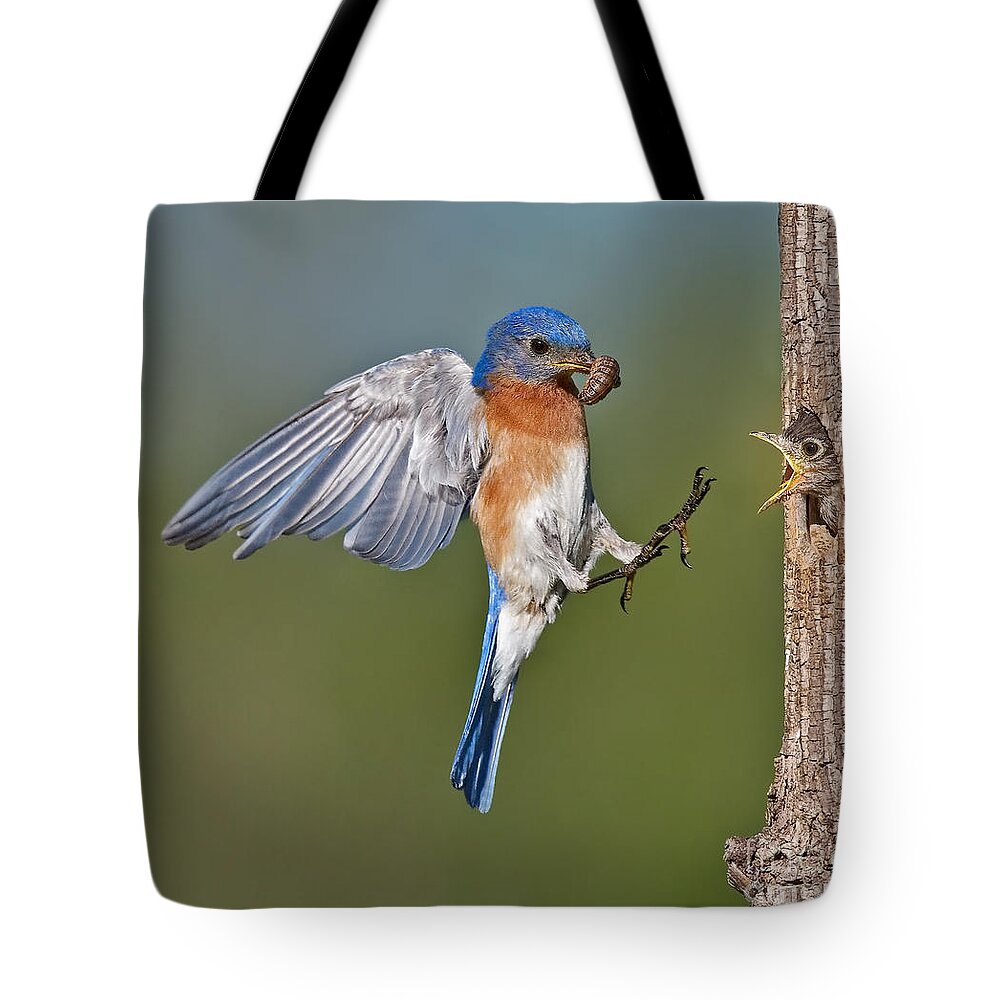 Eastern Bluebird Tote Bag featuring the photograph Feed me Daddy by Susan Candelario