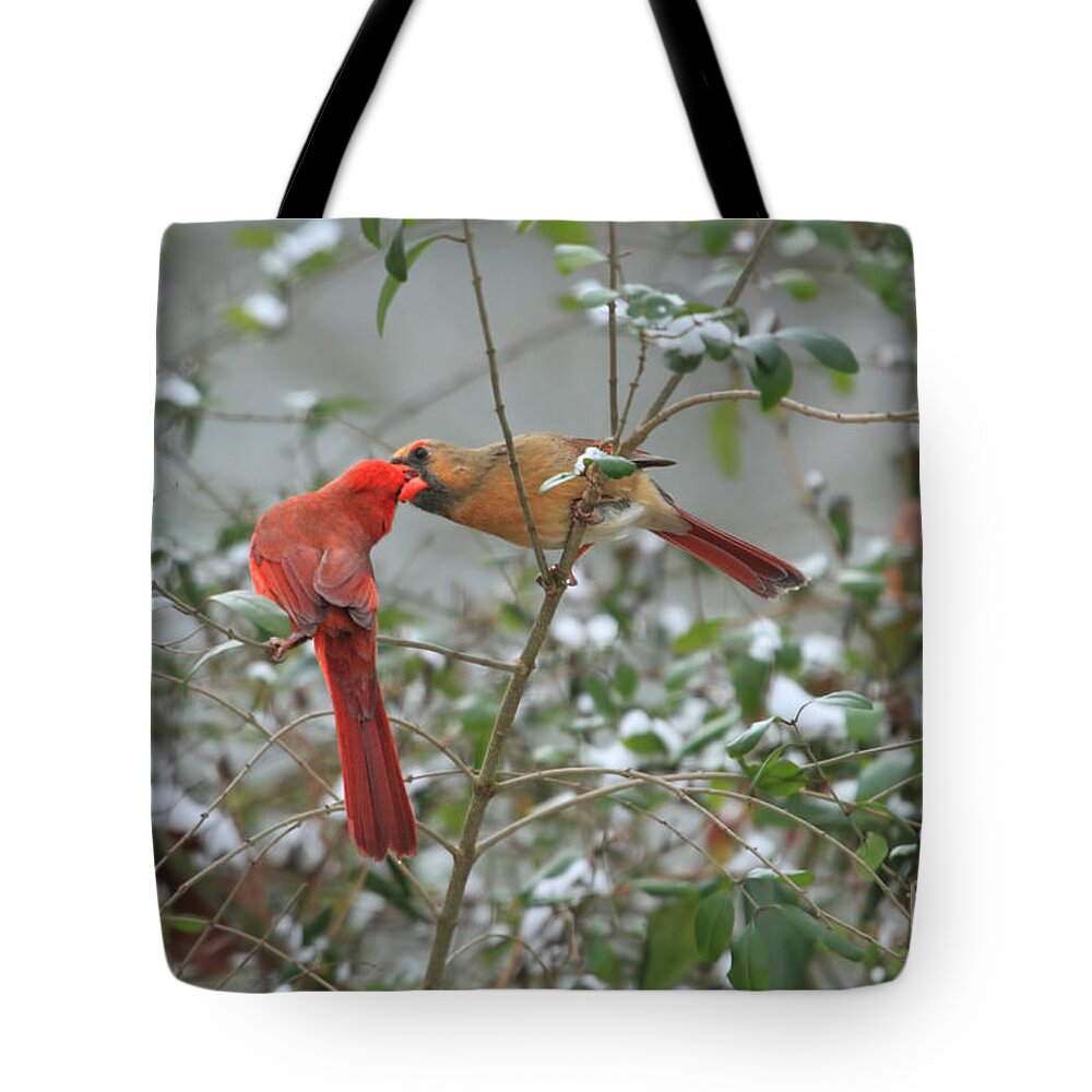 Cardinals Tote Bag featuring the photograph Feeding Cardinals by Geraldine DeBoer