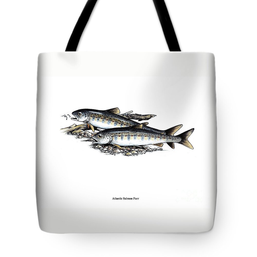 Atlantic Salmon Tote Bag featuring the mixed media Feeding Parr by Art MacKay