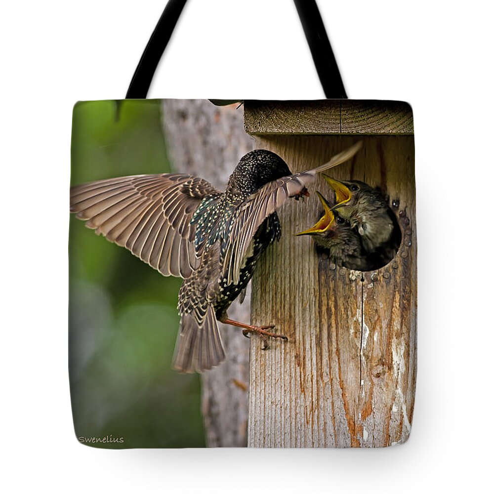 Feeding Starlings Tote Bag featuring the photograph Feeding Starlings by Torbjorn Swenelius