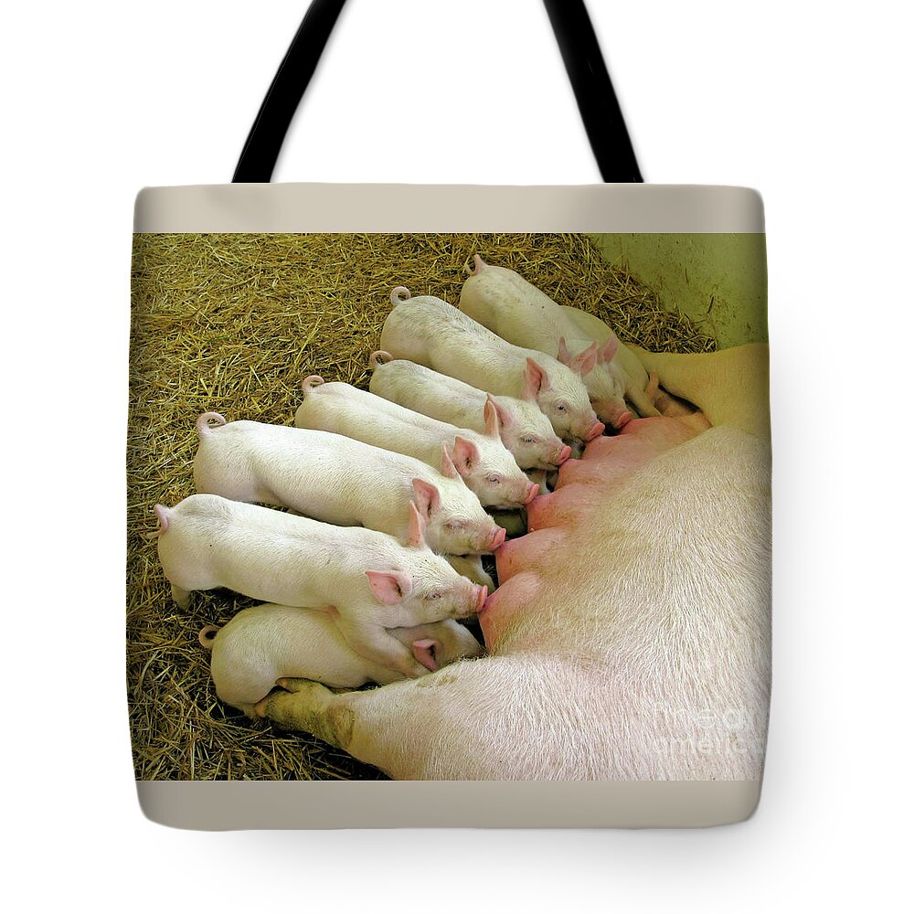 Pig Tote Bag featuring the photograph Feeding the Family by Ann Horn
