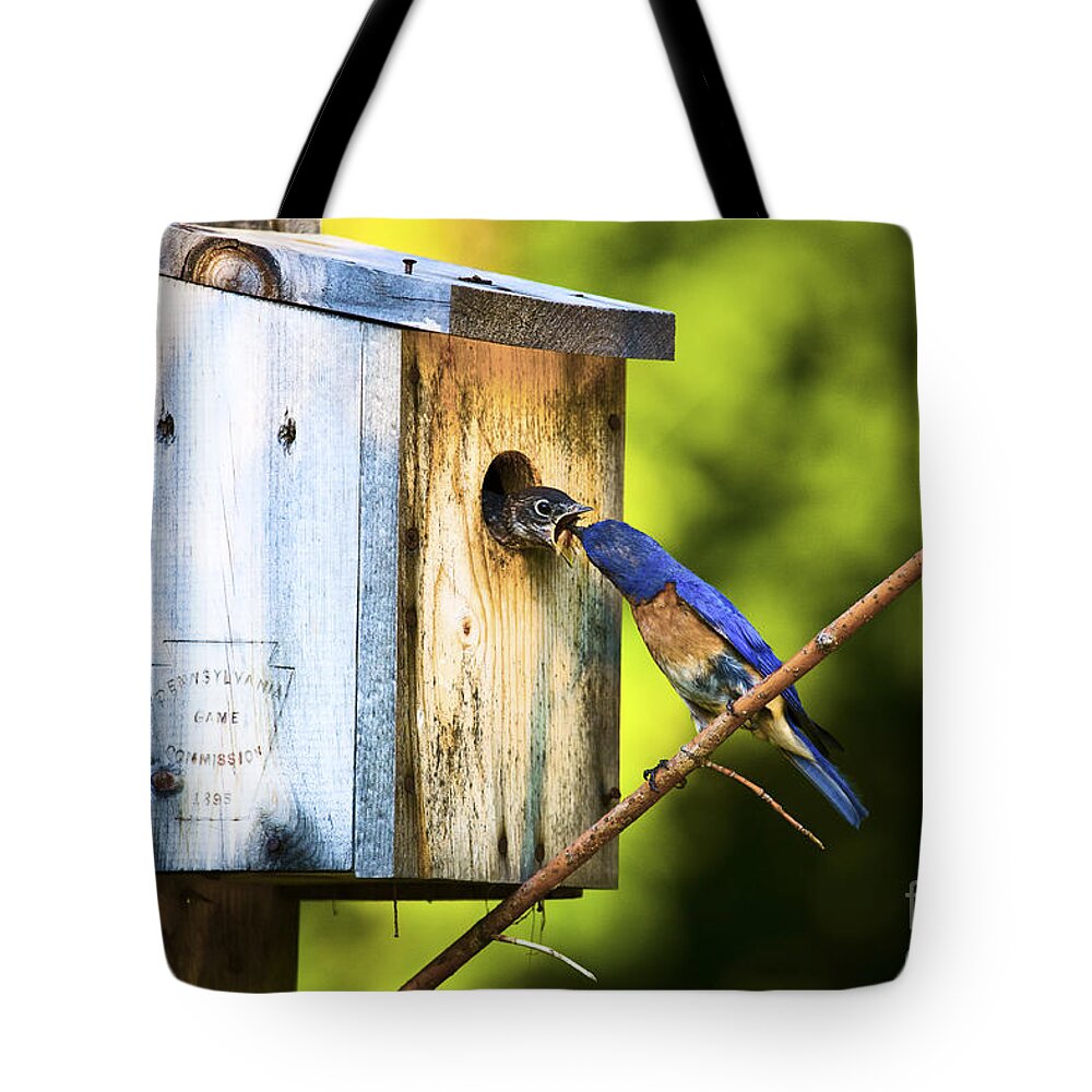 Bluebirds Tote Bag featuring the photograph Box Lunch by Ronald Lutz