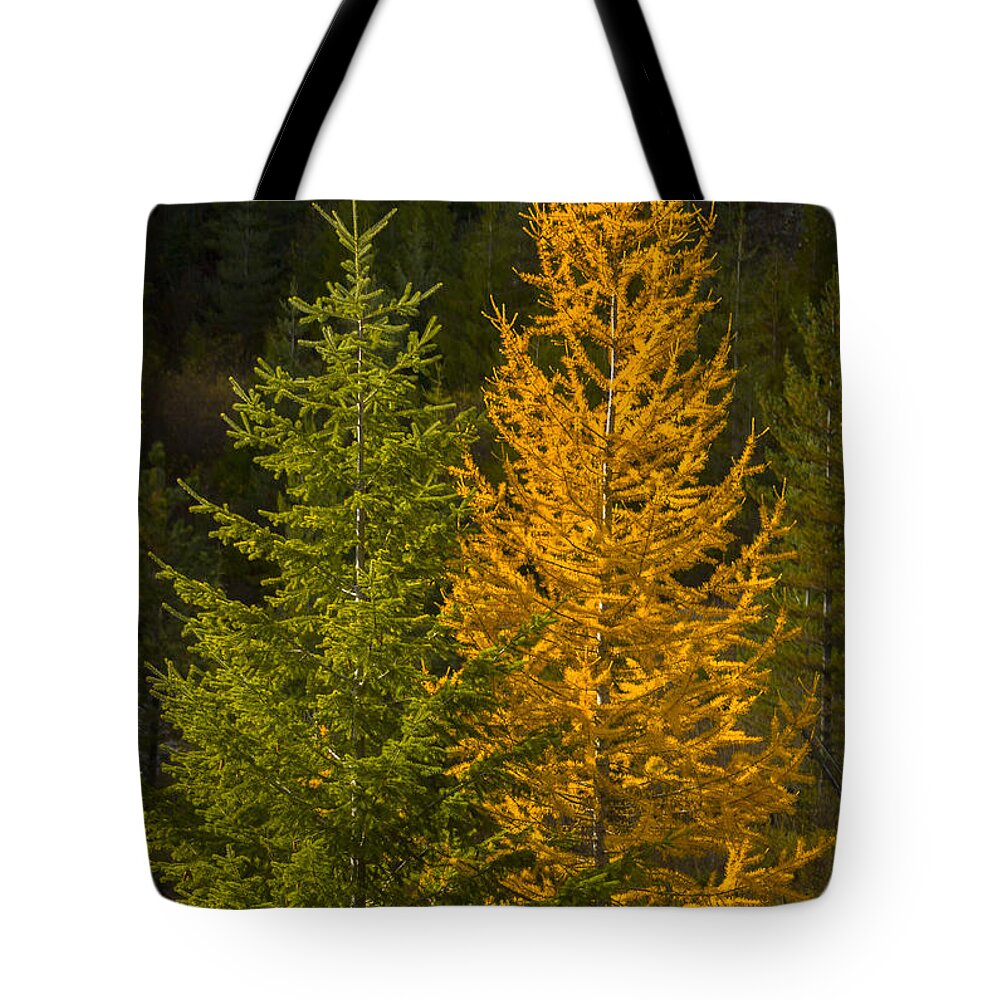 Trees Tote Bag featuring the photograph Felix and Oscar by Albert Seger