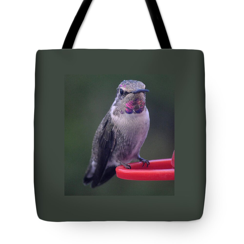 Hummingbird Tote Bag featuring the photograph Female Anna Posing For Cameraman by Jay Milo