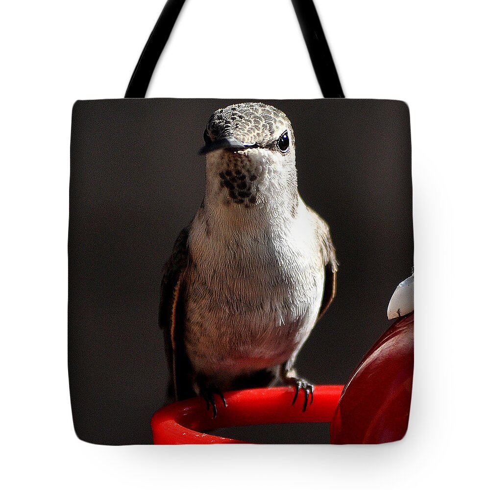 Hummingbirds Tote Bag featuring the photograph Female Anna Hummingbird #2 by Jay Milo