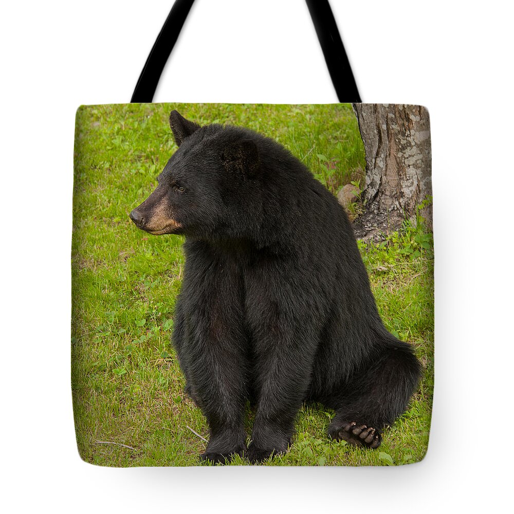 Bears Tote Bag featuring the photograph Female Black Bear by Brenda Jacobs