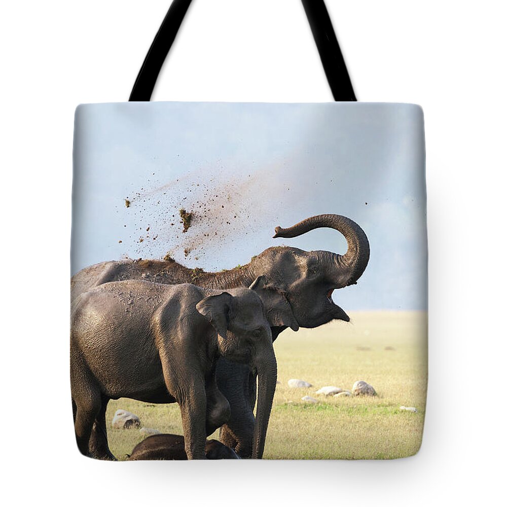 Animals In The Wild Tote Bag featuring the photograph Female Elephants With Calf by Sabirmallick