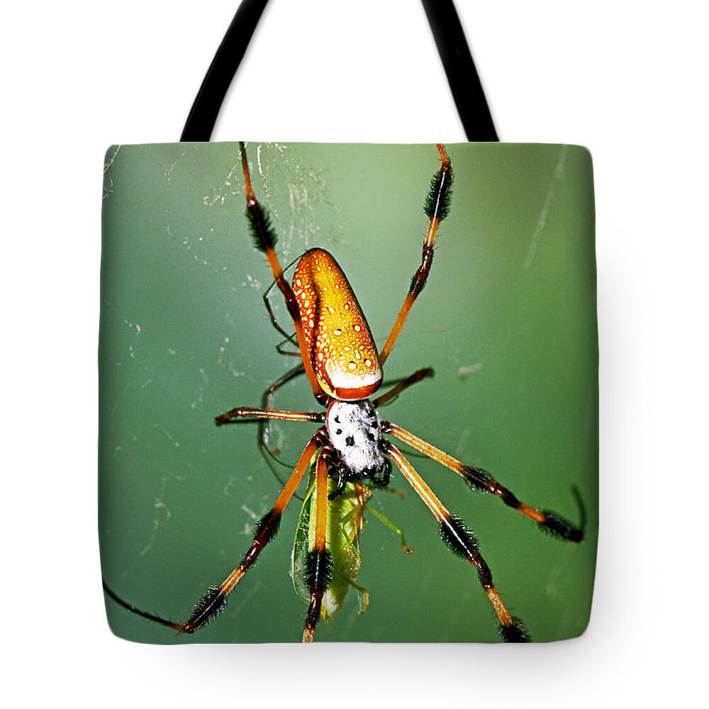 Animal Tote Bag featuring the photograph Female Golden Silk Spider Eating An by Millard H. Sharp