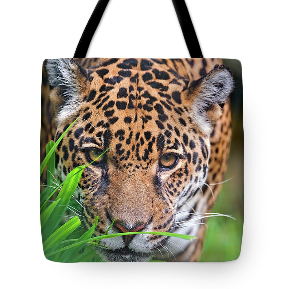 Elizabeth Scarlett Jungle Jaguar Bags – thatslovelythat