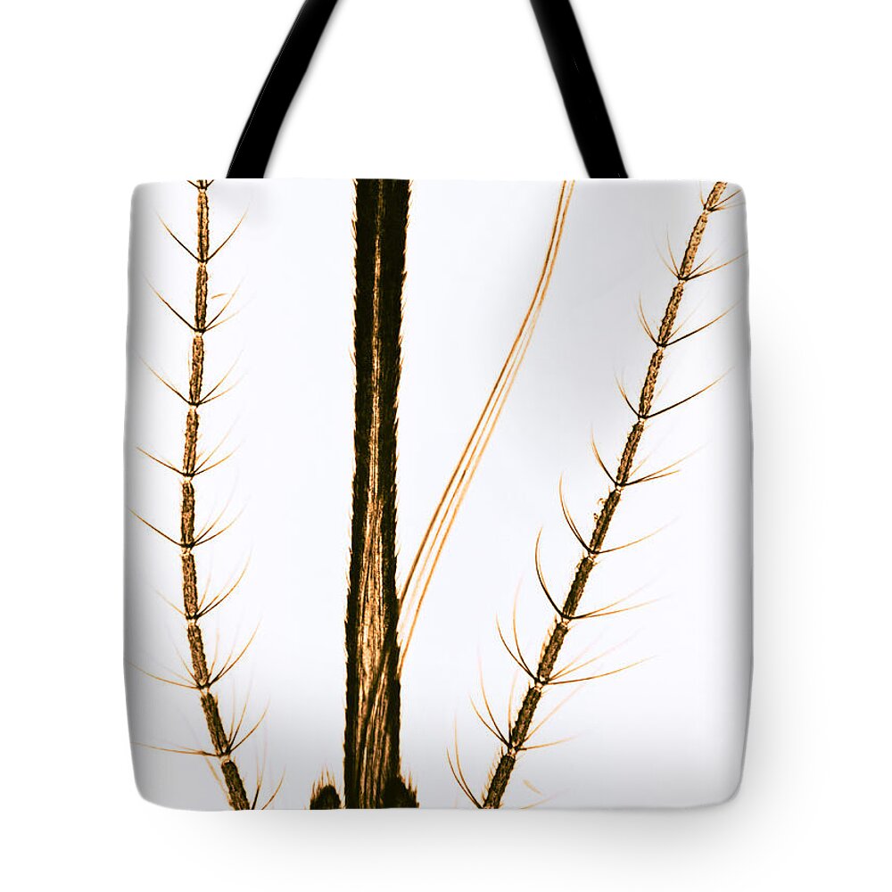 Mosquito Tote Bag featuring the photograph Female Mosquito Proboscis, Lm by Eric V. Grave