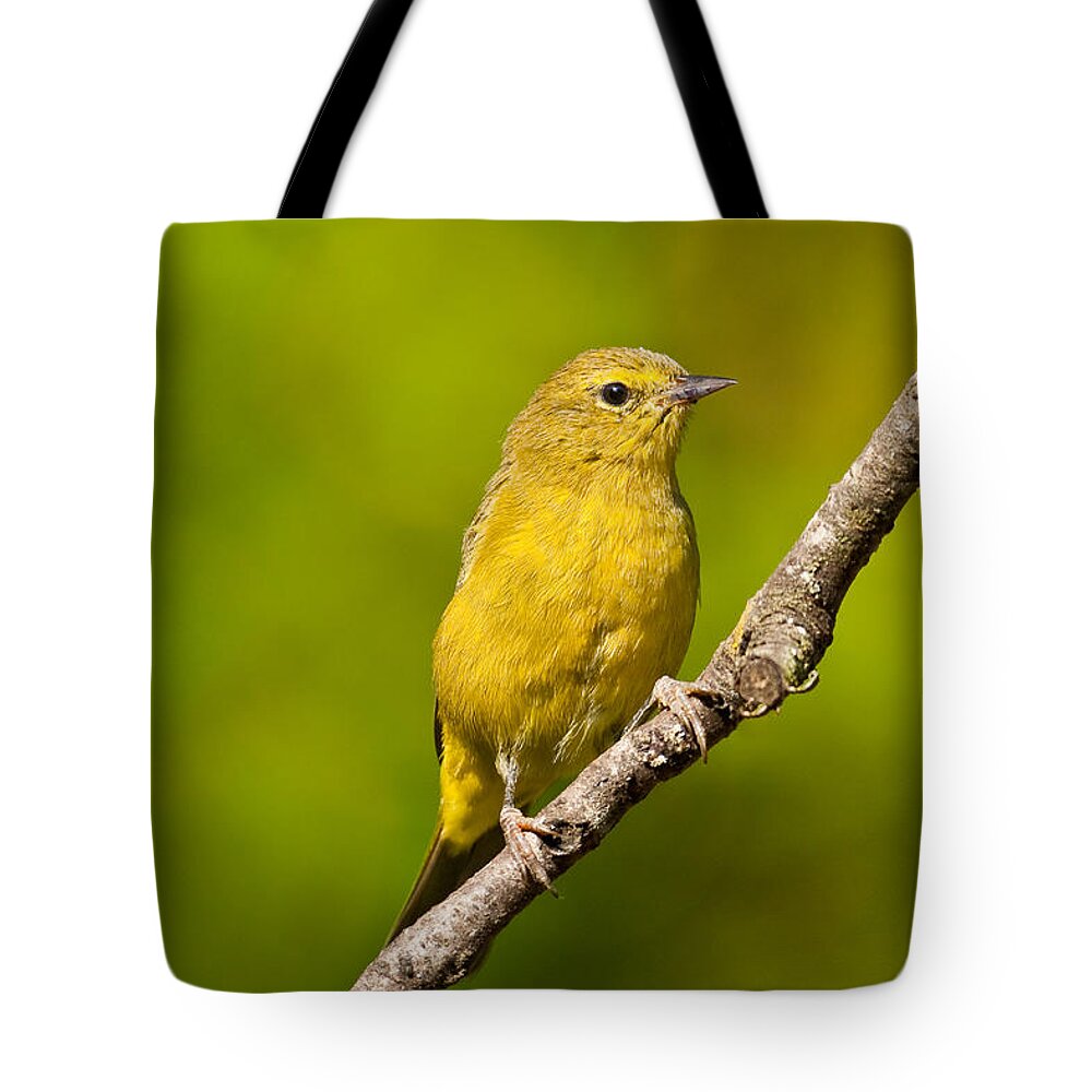 Animal Tote Bag featuring the photograph Female Yellow Warbler by Jeff Goulden