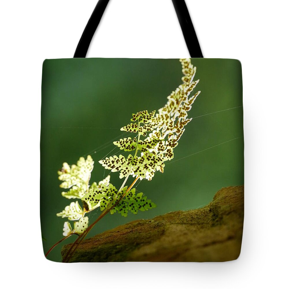 Fern Tote Bag featuring the photograph Fern by Jane Ford