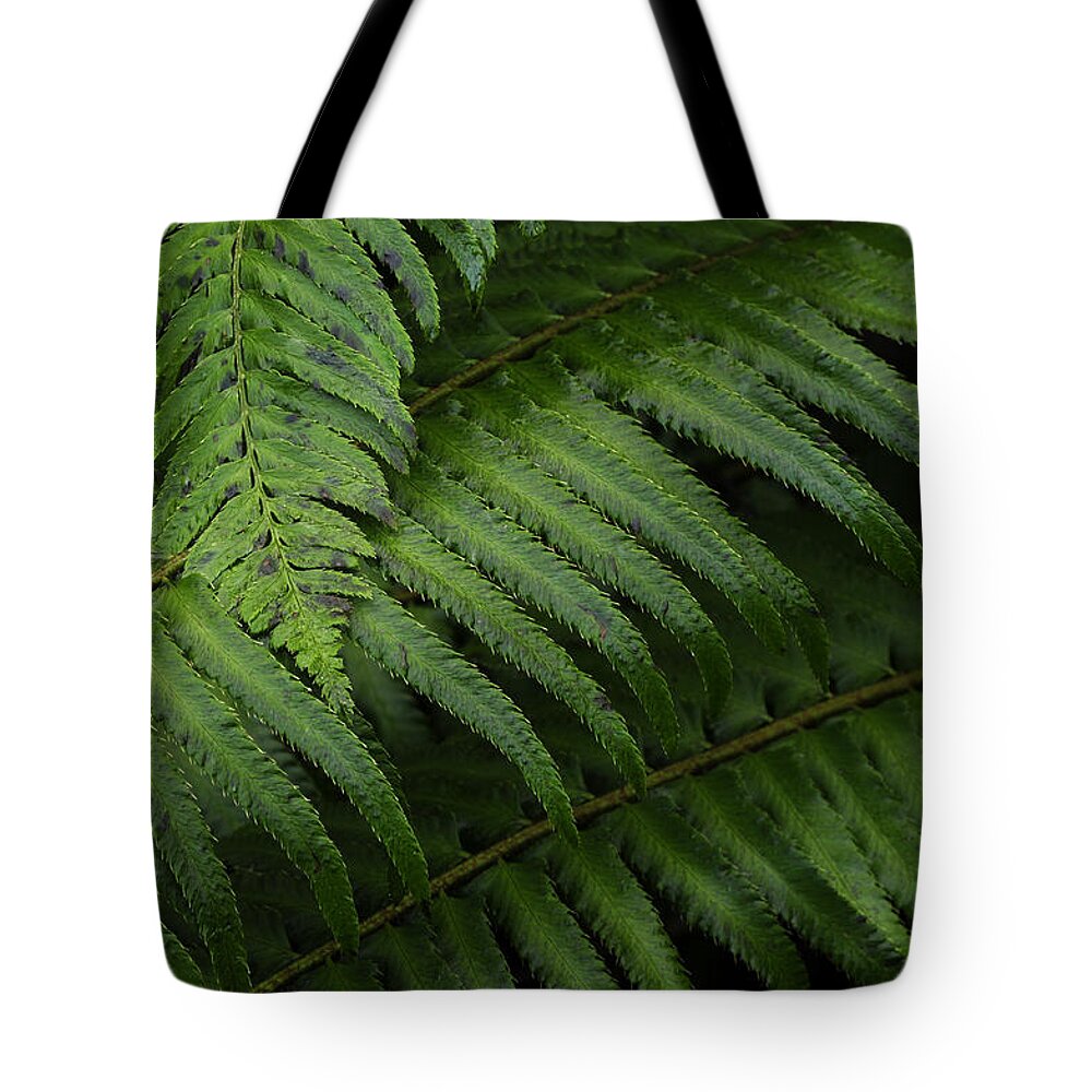 Cool Tote Bag featuring the photograph Ferns In Cascades National Park, Wa by Theodore Clutter