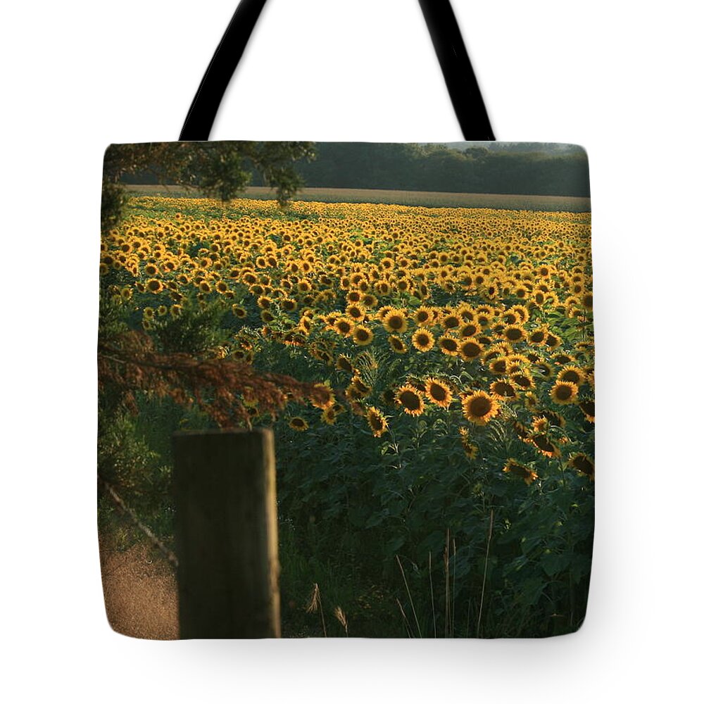 Sunflower Art Tote Bag featuring the photograph Field Dreams No.2 by Neal Eslinger
