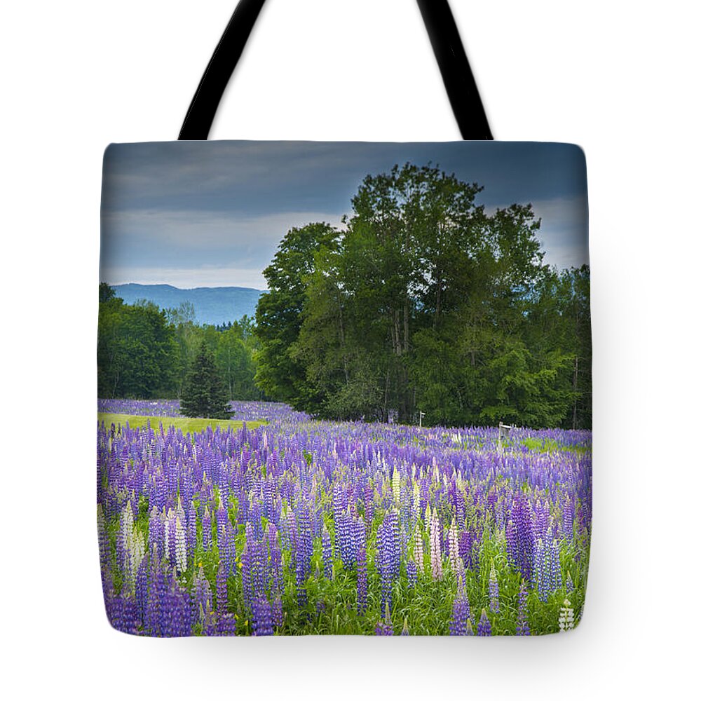 Field Of Lupine Tote Bag featuring the photograph Field of Dreams by Alana Ranney