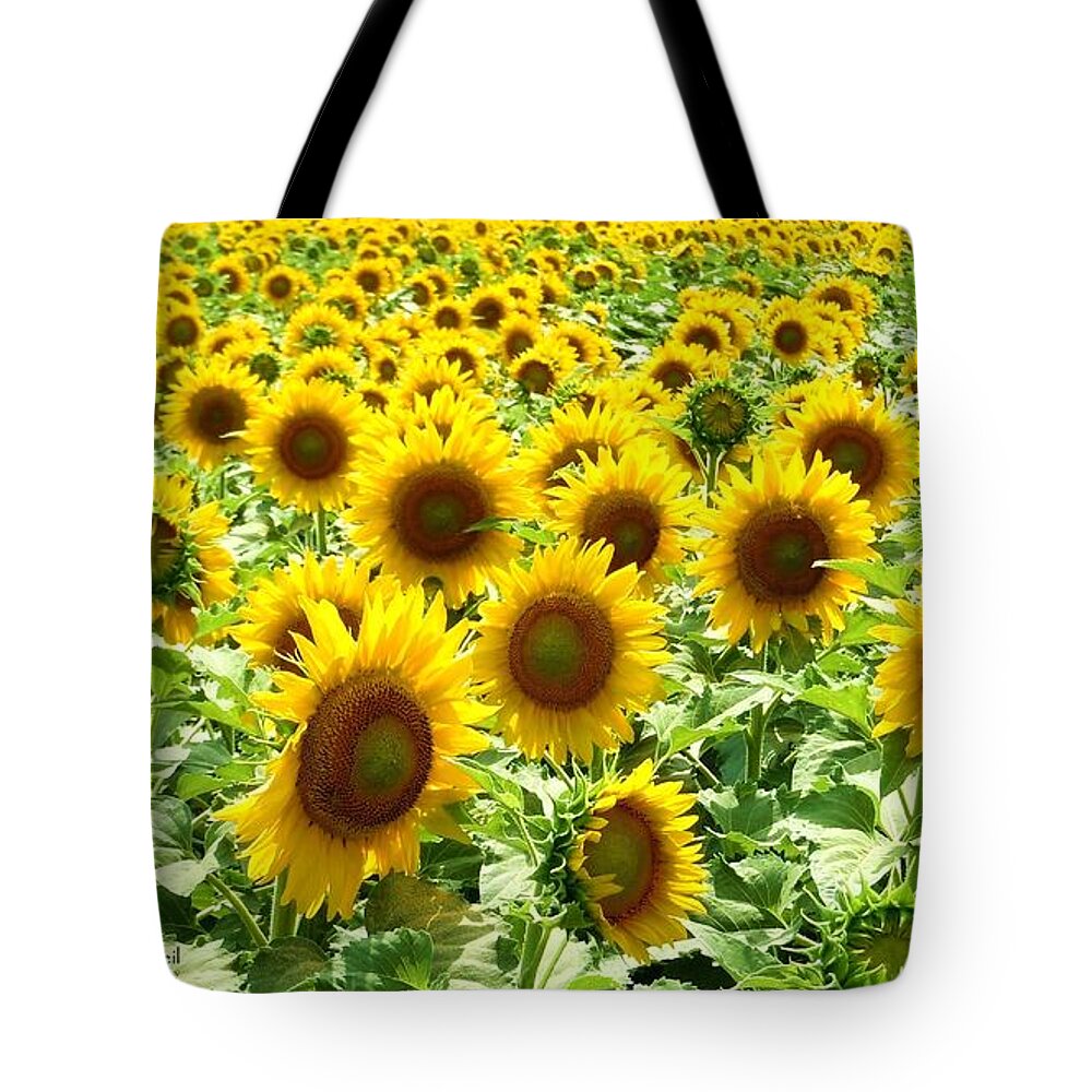 Sunflower Tote Bag featuring the photograph Field of Glory by Robert ONeil