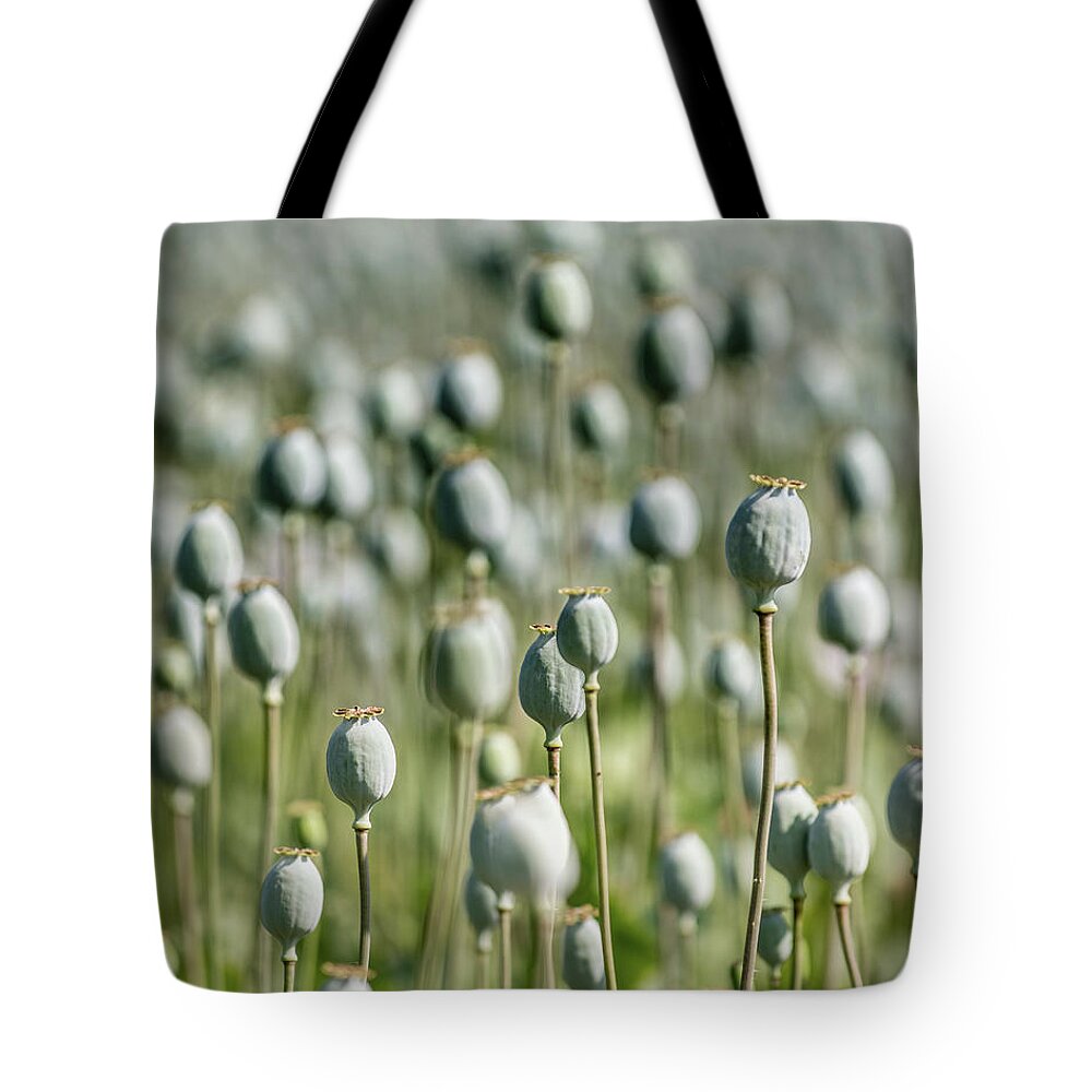 Outdoors Tote Bag featuring the photograph Field Of Opium Poppies by A J Withey
