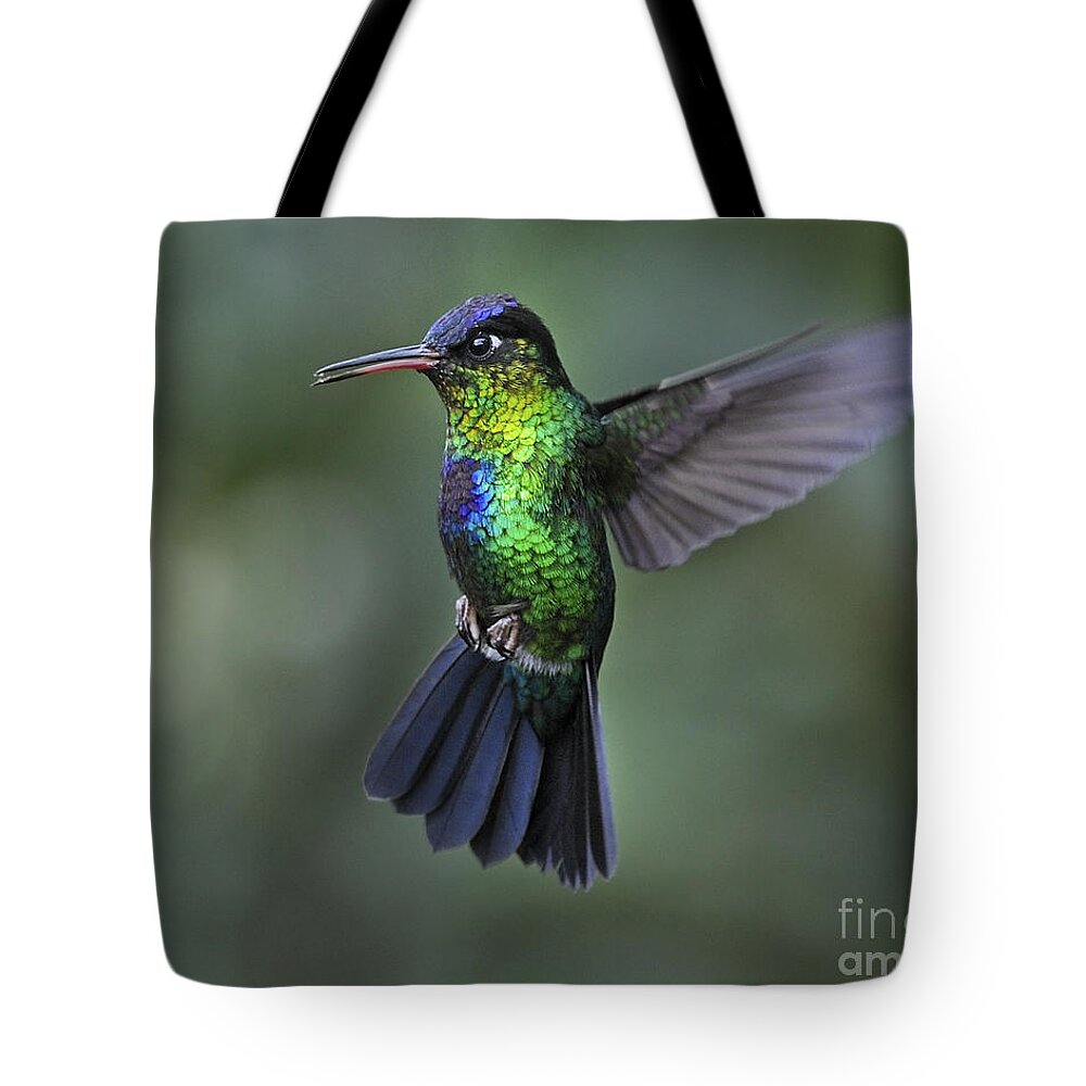 Fiery-throated Hummingbird Tote Bag featuring the photograph Fiery-throated Hummingbird.. by Nina Stavlund