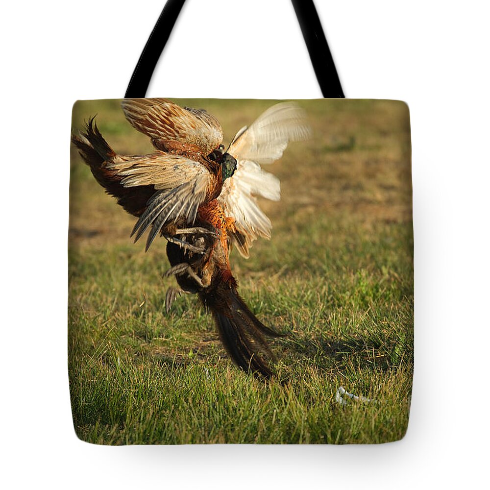 Ring-necked Pheasant Tote Bag featuring the photograph Fighting Pheasants by Helmut Pieper