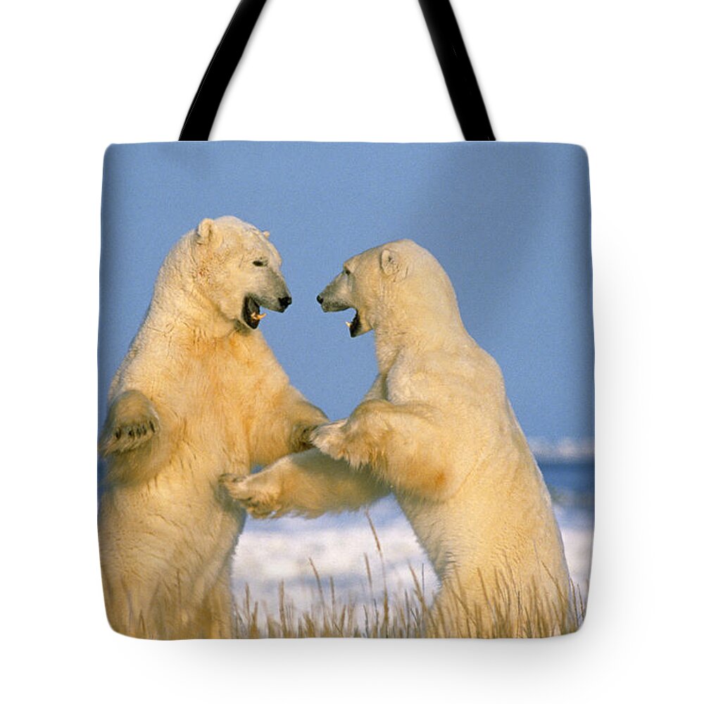 Polar Bear Tote Bag featuring the photograph Fighting Polar Bears by M. Watson