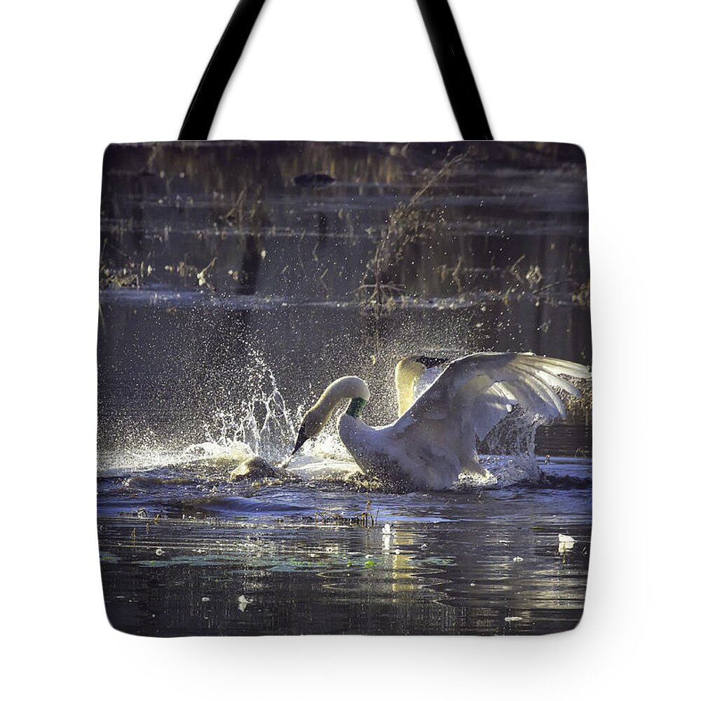 Trumpeter Swans Tote Bag featuring the photograph Fighting Swans Boxley Mill Pond by Michael Dougherty