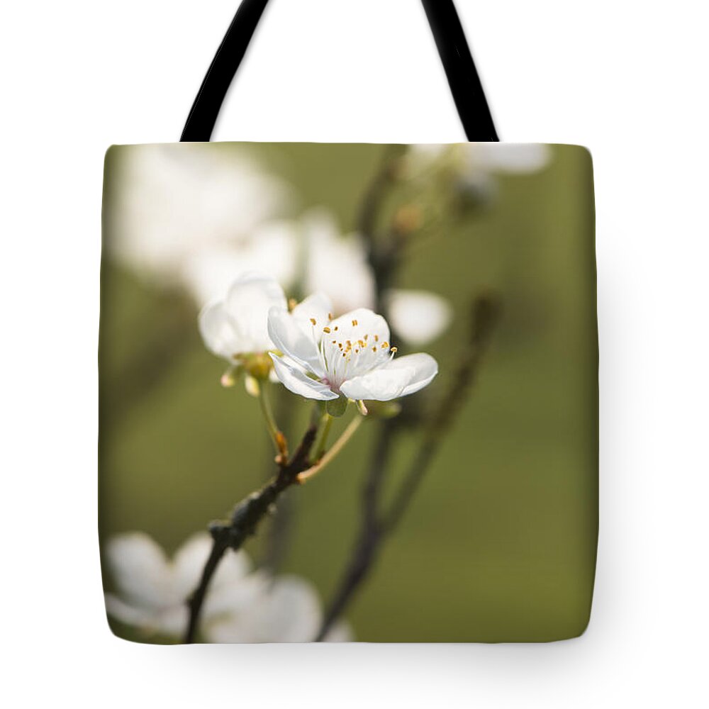 Cherry Tote Bag featuring the photograph First Signs of Spring by Anne Gilbert