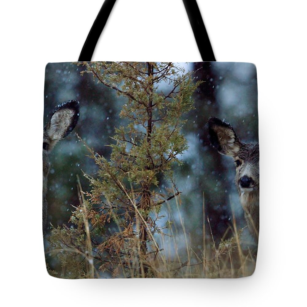 Snow Tote Bag featuring the photograph First Snow by Donald J Gray