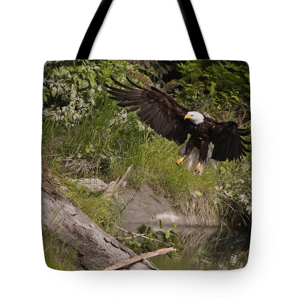 Haliaeetus Leucocephalus Tote Bag featuring the photograph Fish Creek Eagle by J L Woody Wooden