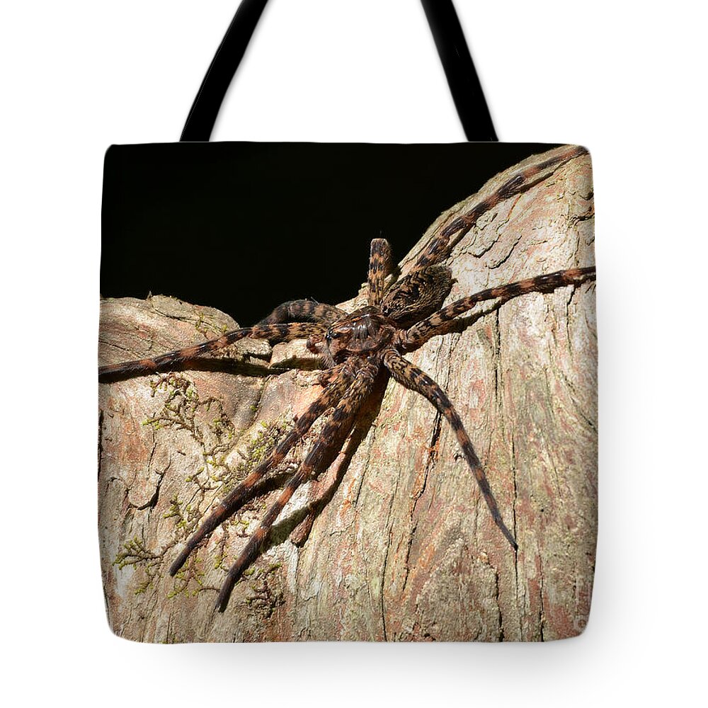 Spider Tote Bag featuring the photograph Fishing Spider by Kathy Baccari