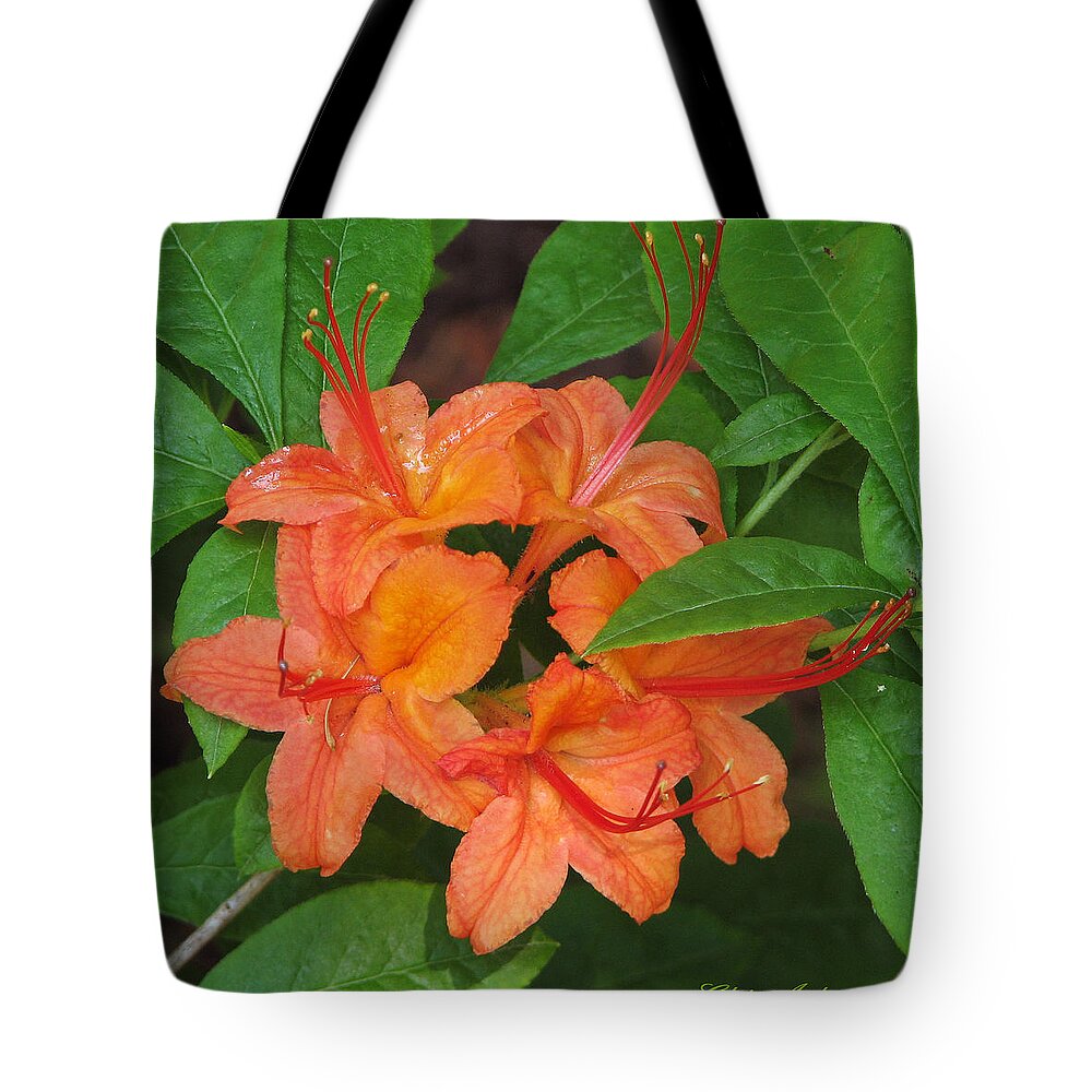 Botanical Tote Bag featuring the photograph Flame Azalea by Chris Anderson