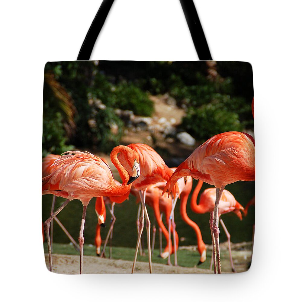 Flamingo Tote Bag featuring the photograph Flamingos by Aimee L Maher ALM GALLERY