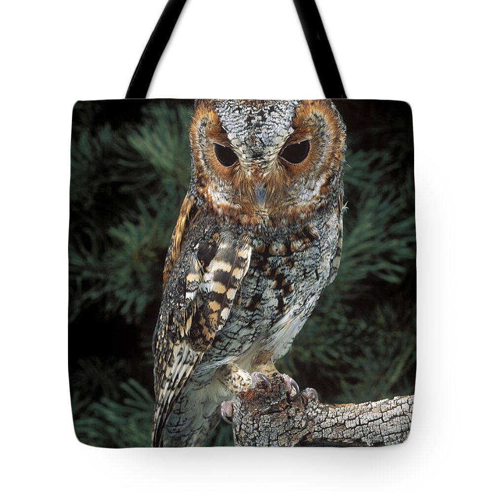 Animal Tote Bag featuring the photograph Flammulated Owl by Anthony Mercieca
