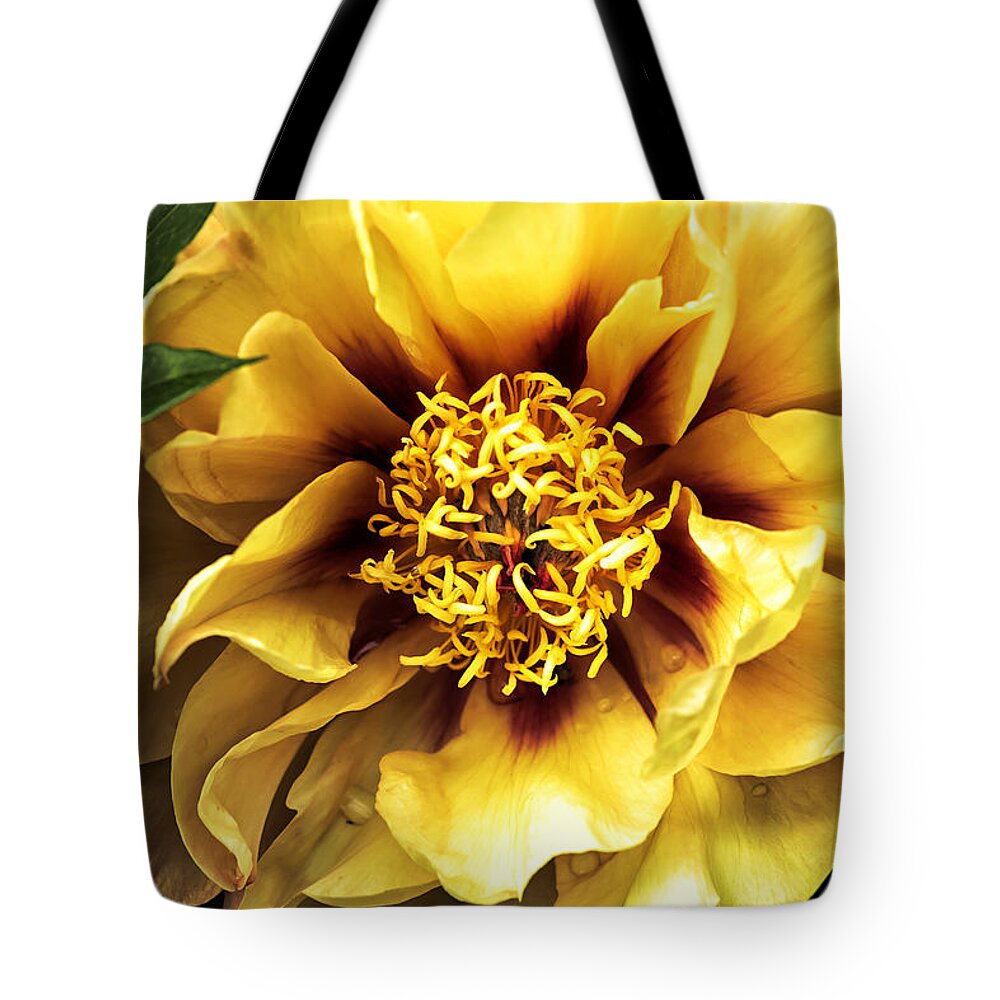 Peony Tote Bag featuring the photograph Flirt by Belinda Greb