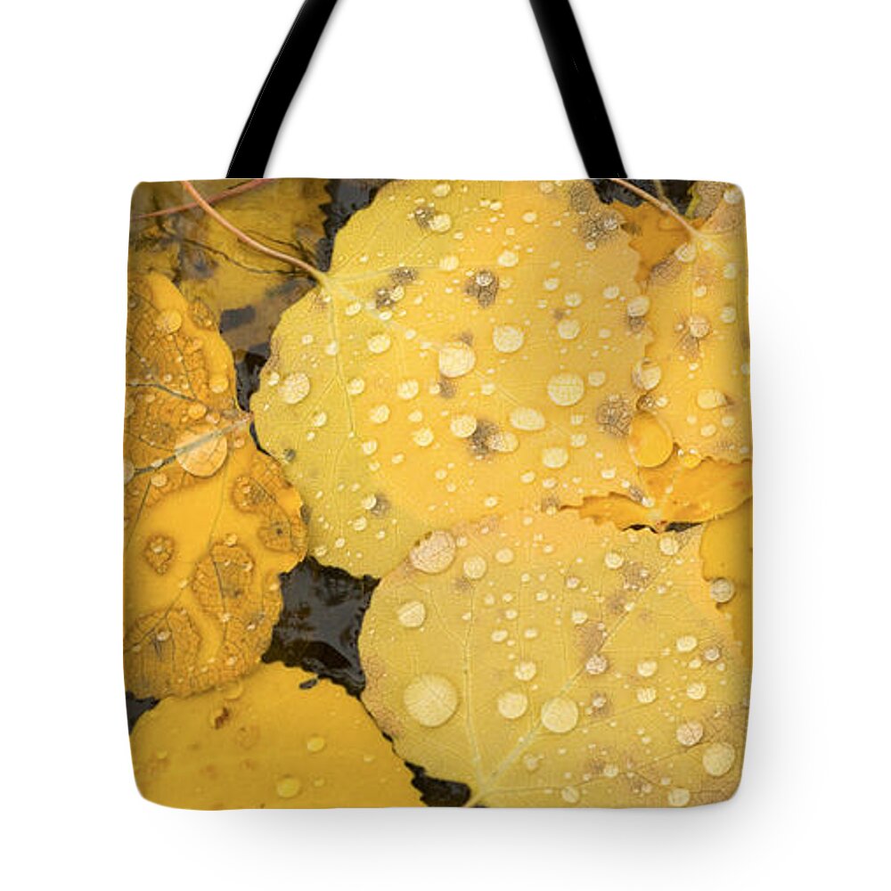 Autumn Tote Bag featuring the photograph Floating Aspens by Joye Ardyn Durham