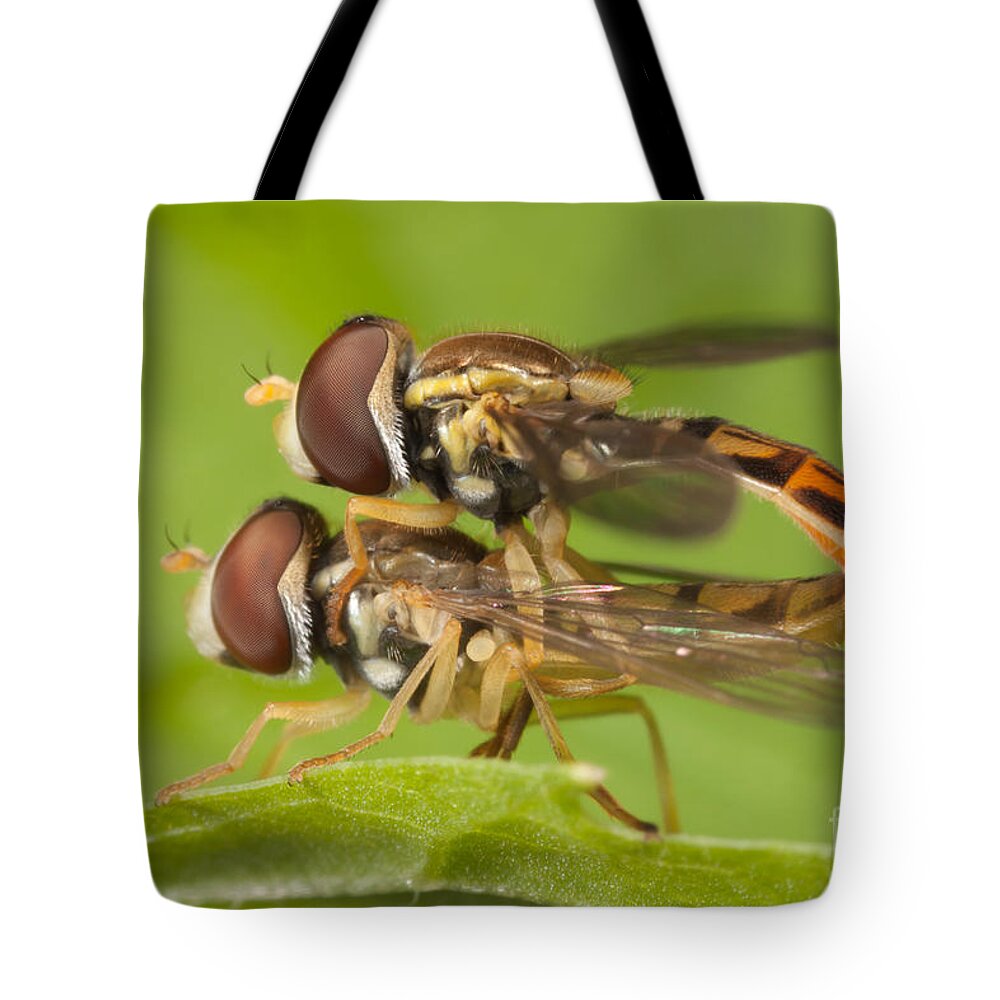 Clarence Holmes Tote Bag featuring the photograph Flower Flies Mating by Clarence Holmes