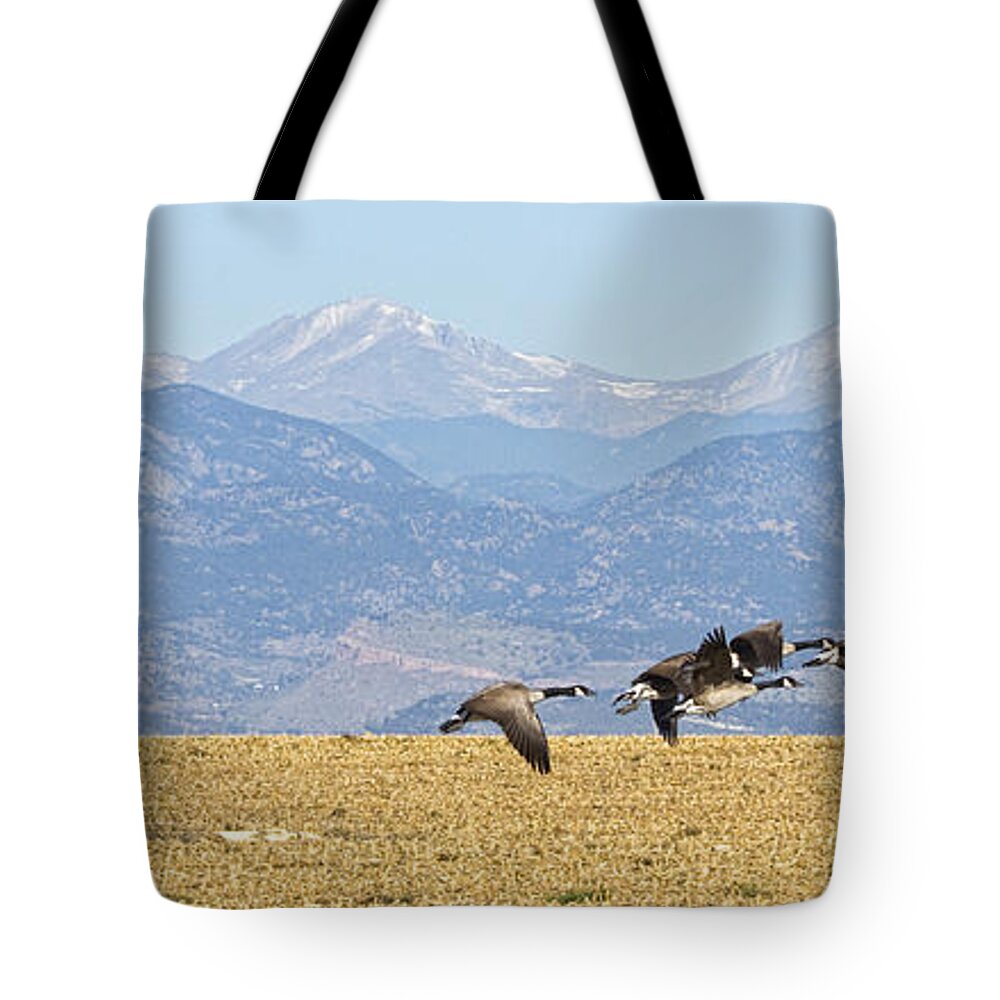 Cackling Goose Tote Bag featuring the photograph Flying Canadian Geese Rocky Mountains Panorama 2 by James BO Insogna